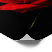Poster Rose rouge (Coin)