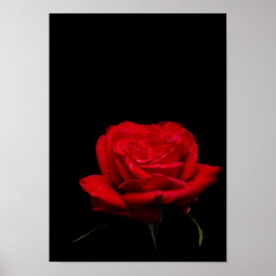 Poster Rose rouge