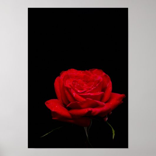 Poster Rose rouge (Devant)
