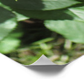 Poster Rose rouge (Coin)