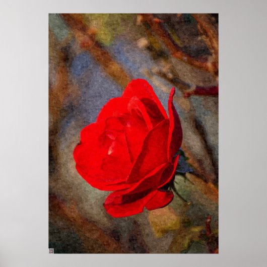Poster Rose rouge (Devant)