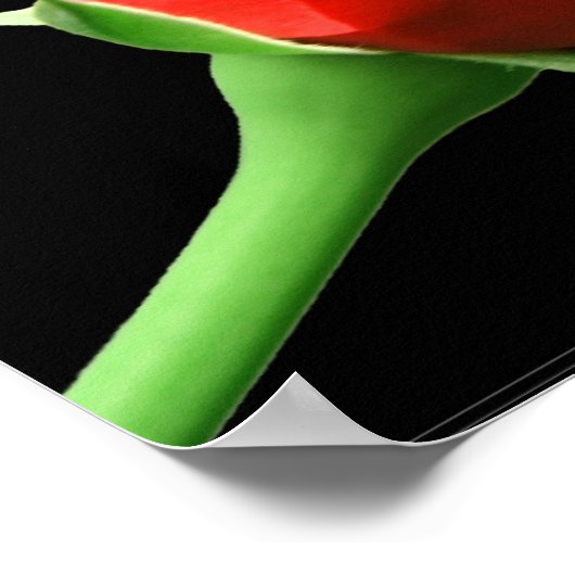 Poster Rose rouge (Coin)