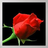 Poster Rose rouge (Devant)