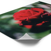 Poster Rose rouge (Coin)