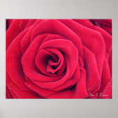 Poster Rose rouge (Devant)