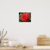 Poster Rose rouge avec Raindrops Floral (Cuisine)