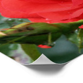 Poster Rose rouge avec Raindrops Floral (Coin)