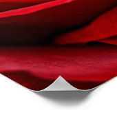 Poster Rose rouge brillante près (Coin)