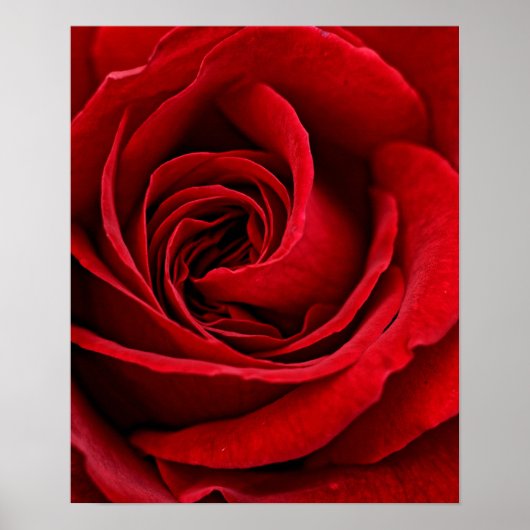 Poster Rose rouge brillante près (Devant)