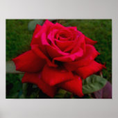Poster Rose rouge clair (Devant)