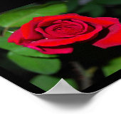 Poster Rose Rouge Cramoisi (Coin)