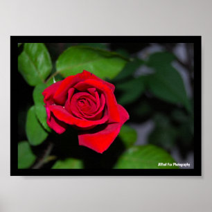 Poster Rose Rouge Cramoisi