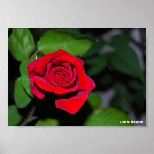 Poster Rose Rouge Cramoisi (Devant)