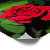 Poster Rose Rouge Cramoisi (Coin)