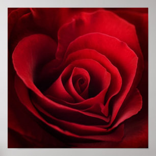 Poster Rose rouge de Valentine