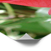 Poster Rose rouge fermer l'impression (Coin)