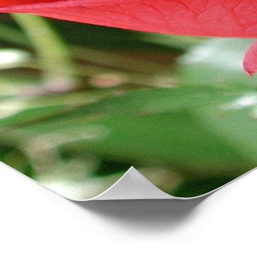 Poster Rose rouge fermer l'impression (Coin)