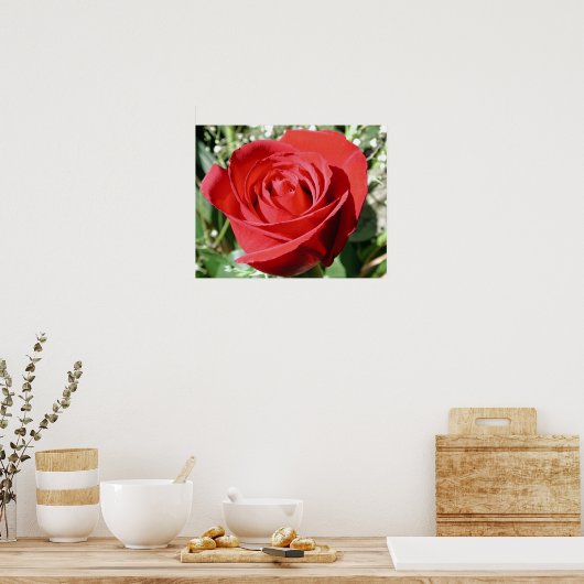 Poster Rose rouge fermer l'impression (Cuisine)