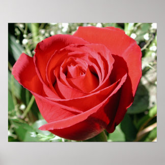 Poster Rose rouge fermer l'impression
