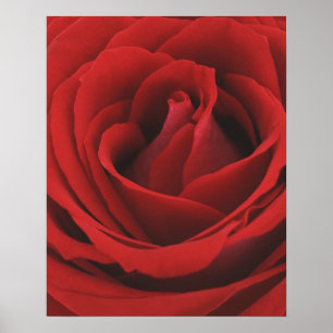 Poster Rose rouge florissante