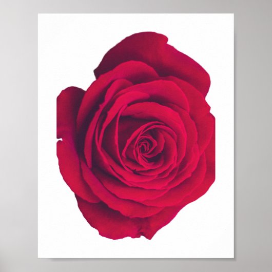 Poster Rose rouge grande face droite (Devant)