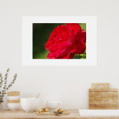 Poster Rose rouge - Imprimer (Cuisine)