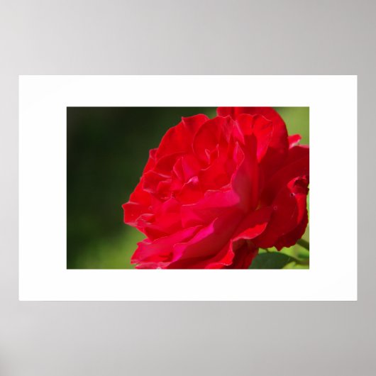 Poster Rose rouge - Imprimer (Devant)
