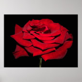 Poster Rose rouge - Noir (Devant)