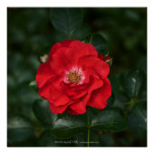 Poster Rose rouge P6568 (Devant)
