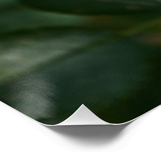 Poster Rose rouge P6568 (Coin)