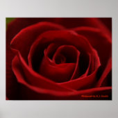 Poster Rose rouge Placide (Devant)