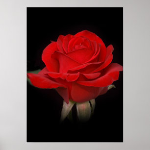 Poster Rose rouge pour toi