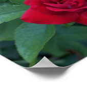 Poster Rose rouge proche (Coin)