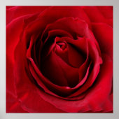 Poster rose rouge profonde (Devant)