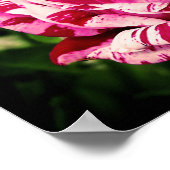 Poster Rose rouge rose (Coin)