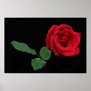 Poster Rose rouge simple