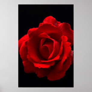 Poster Rose rouge wapcnm