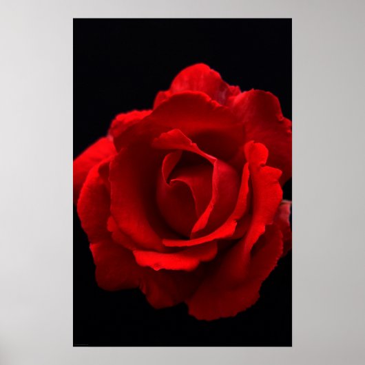 Poster Rose rouge wapm (Devant)