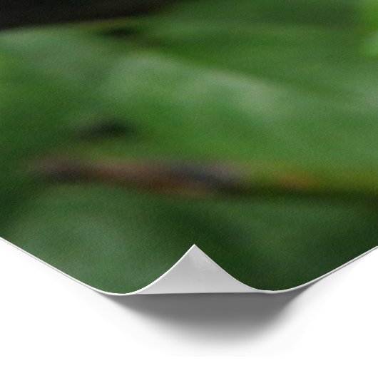 Poster Rose sauvage (Coin)