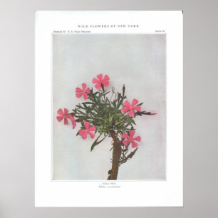 Poster Rose sauvage - Caroliniana silène