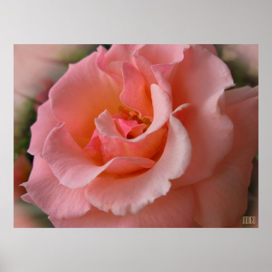 Poster Rose sauvage Imprimer Beau Art Fleur Imprim (Devant)