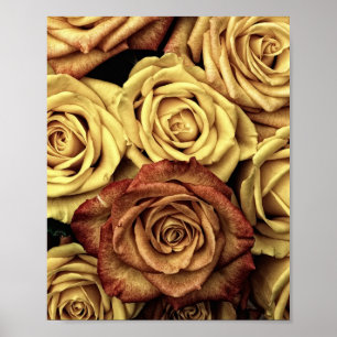 Poster Rose sepiqué