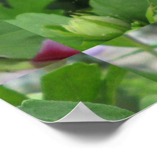 Poster Rose Sharon Purple Red (Coin)