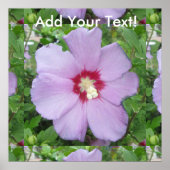 Poster Rose Sharon Purple Red (Devant)