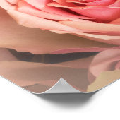 Poster Rose souple (Coin)