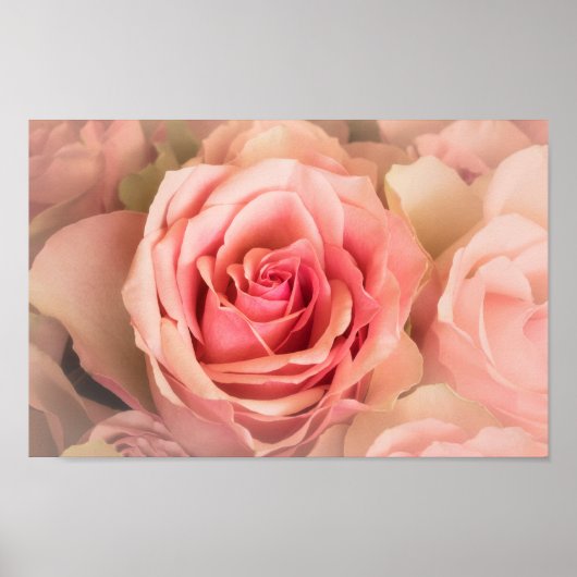 Poster Rose souple (Devant)