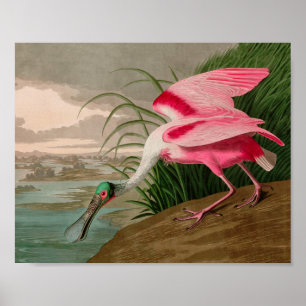 Poster Rose Spoonbill Birds of America Audubon Print