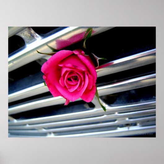Poster Rose sur Grill (Devant)