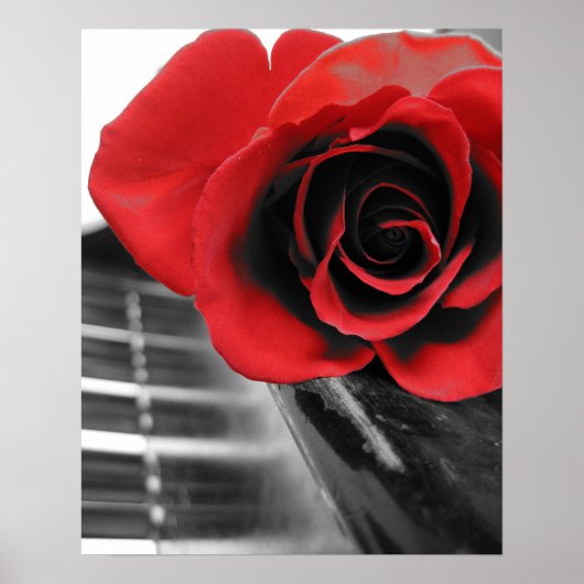 Poster Rose sur Piano Collection I (Devant)