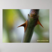 Poster Rose Thorns (Devant)